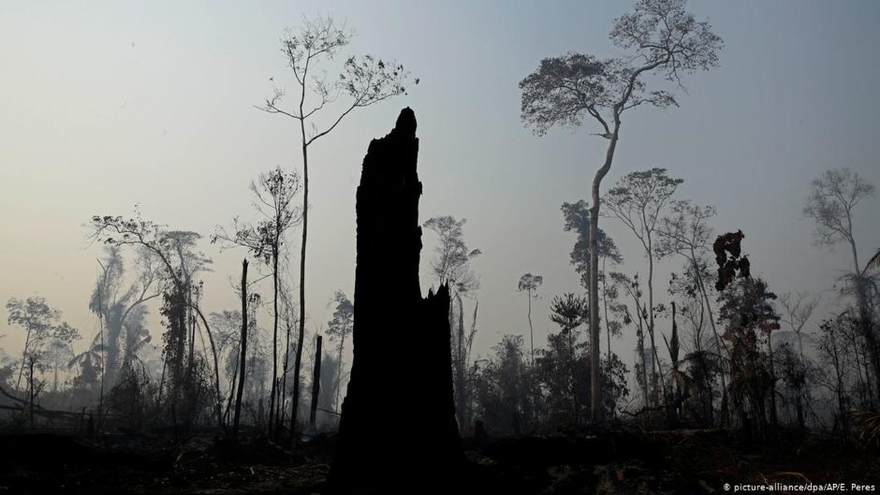 Degradação da Amazônia já chegou a ponto irrecuperável, diz estudo