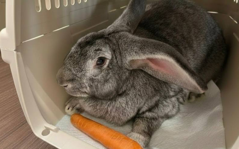 Rosatom testa vaso sanguíneo criado por bioimpressão que funciona há um ano em organismo vivo