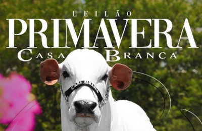 Casa Branca oferta doadoras, bezerras e genética Nelore de alta qualidade no Leilão Primavera