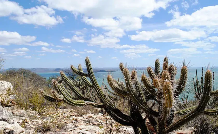 Estudo vê chance de recuperação de meio milhão de hectares de caatinga