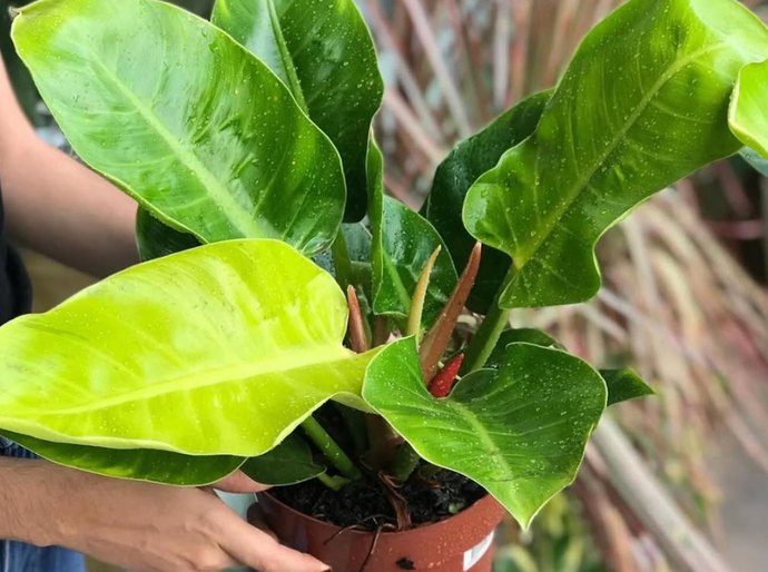 Cuidar de plantas se consolida como gesto sustentável e cresce cada vez mais