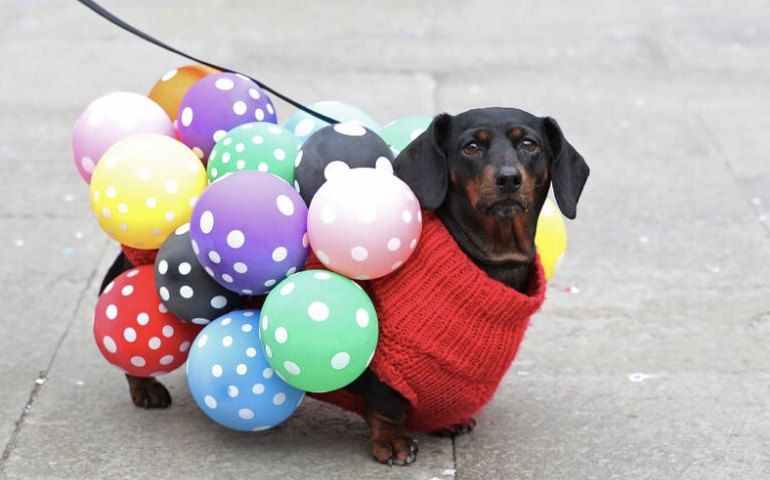 Carnaval pet: bloquinhos atraem humanos e cães pelo Brasil