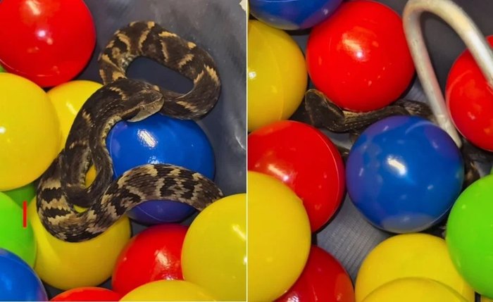 Cobra jararaca foi encontrada na piscina de bolinha de um restaurante