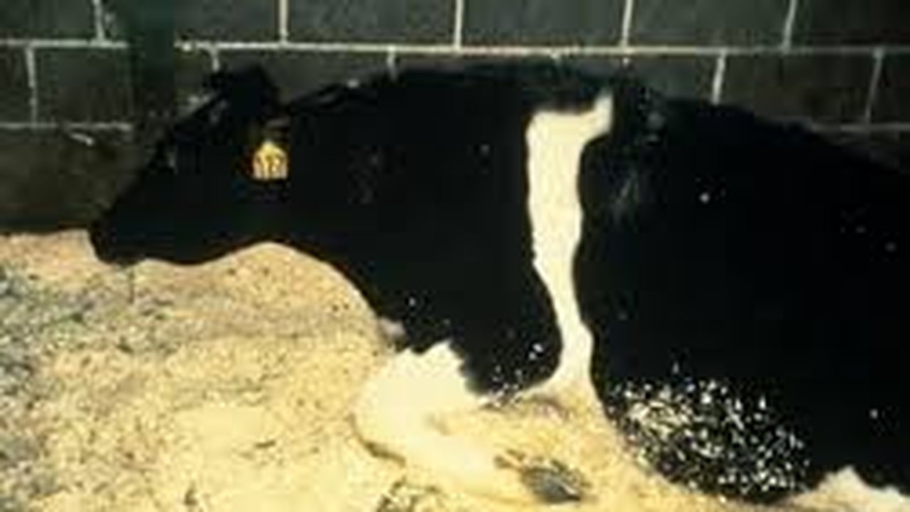 Agricultura quer saber o tipo de doença da vaca louca registrado em MT