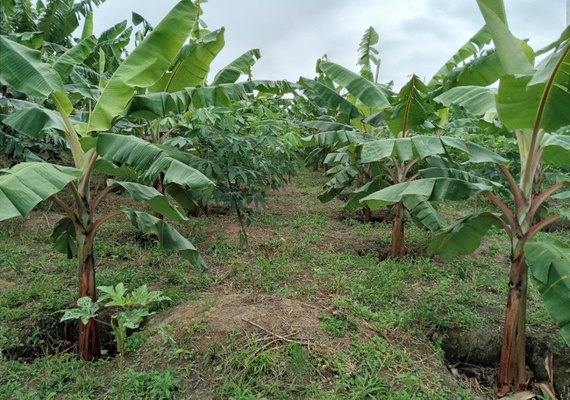 Emater realiza dia de campo para discutir manejo e adubação do solo no cultivo da banana em Branquinha