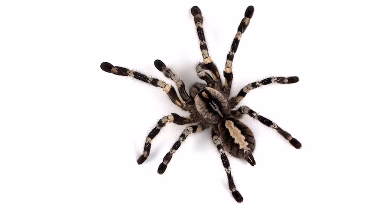 'Que ninguém mais passe por isso': Influenciadora britânica é internada após desenvolver sepse causada por picada de aranha