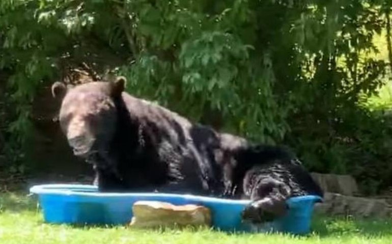 Urso é flagrado relaxando em piscina infantil de moradora dos EUA
