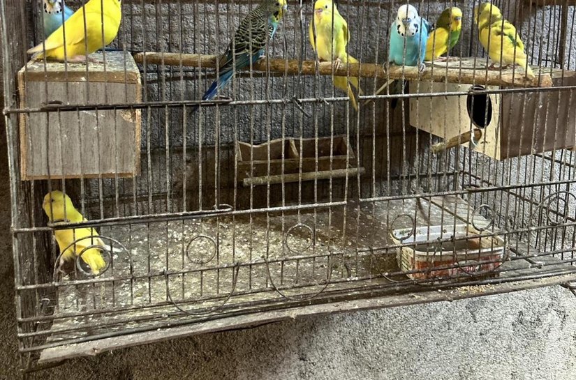 Mais de 120 animais silvestres são resgatados pela PM durante o fim de semana