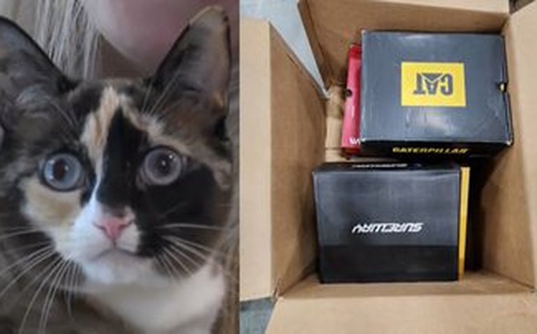 Gata sobrevive após ser enviada acidentalmente em pacote de devolução da Amazon nos EUA