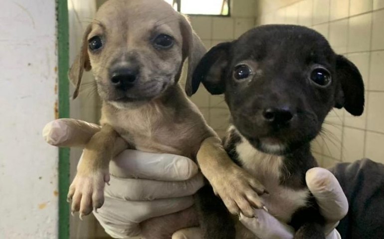 Cães e gatos vão estar na Rua Aberta neste domingo (19) em mais uma edição da Feira de Adoção da Prefeitura de Maceió