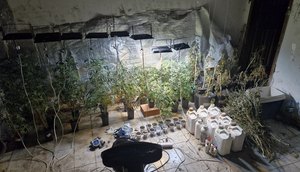 Estufa de maconha clandestina / Foto: Foto: Ascom PM/SE