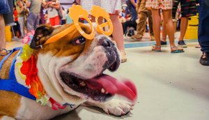 Pet no CarnavAU