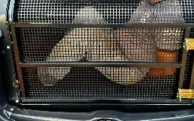 Treinador de escolinha é preso suspeito de cometer atos impróprios contra alunos em Aparecida de Goiânia