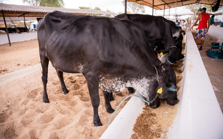 Secretaria de Agricultura prepara programação técnica para 42ª Expo Bacia Leiteira