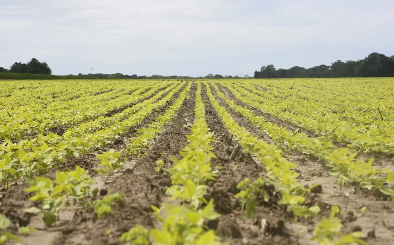 Aqui a gente cuida: Agricultura familiar de Coruripe vive avanço histórico impulsionado pelo Projeto Maná e políticas públicas estruturantes