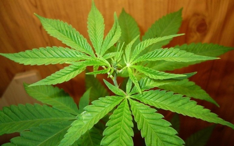 SP define critérios para acesso a remédios à base de cannabis pelo SUS