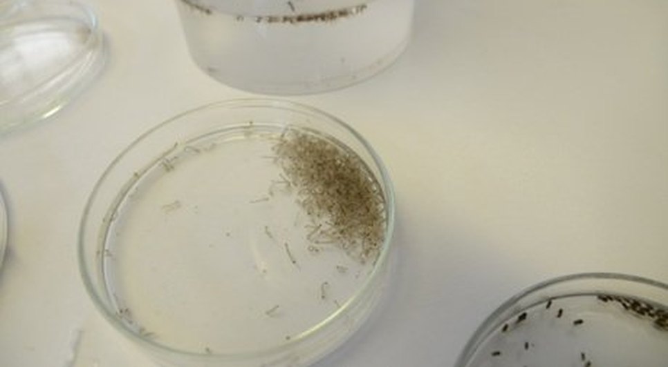 zika virus