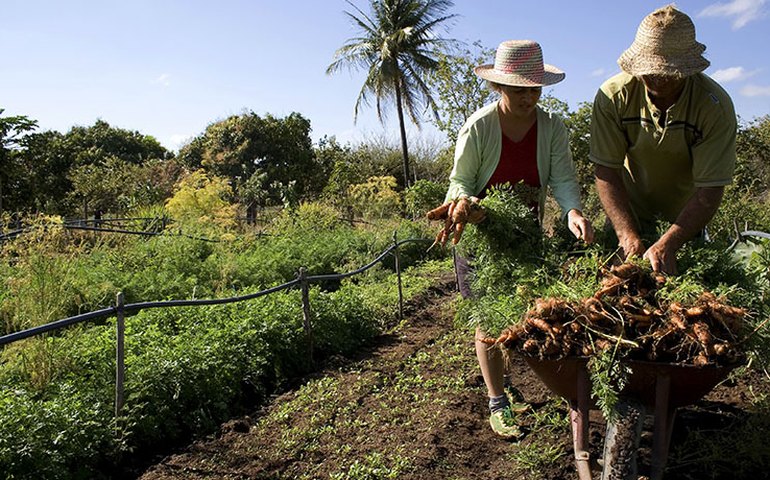 MP cria programa Alimenta Brasil para incentivar agricultura familiar