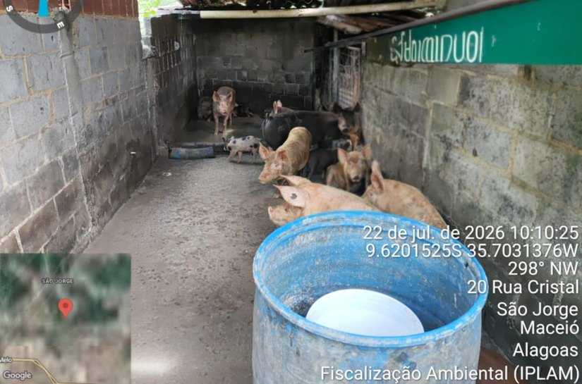Fiscalização do Iplam fecha pocilga no São Jorge
