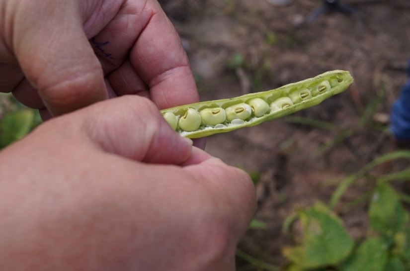 Sementes de feijão são entregues a famílias do Benedito Bentes