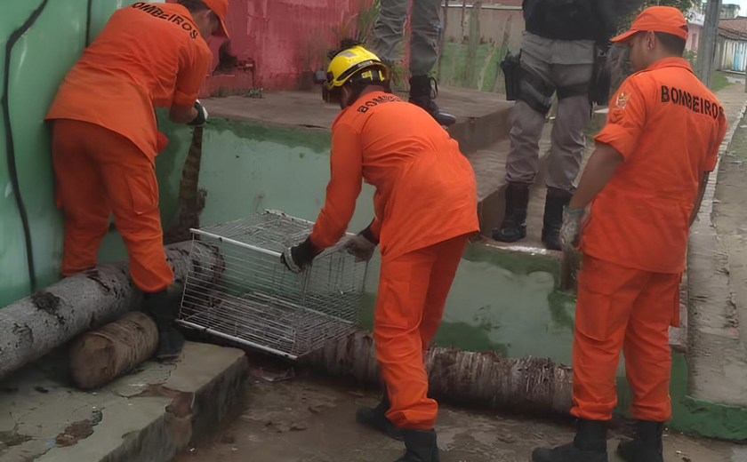 Bombeiros resgatam jacaré que circulava em via pública em Palmeira dos Índios