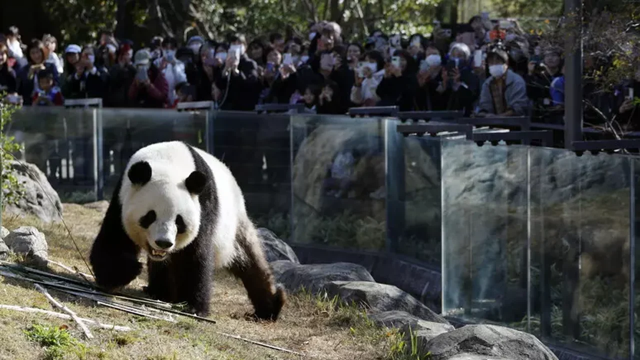 Japão ficará sem exemplar de pandas em meio à crise com China