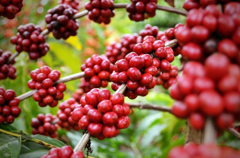 Estado vai distribuir dez mil mudas de café para agricultores familiares
