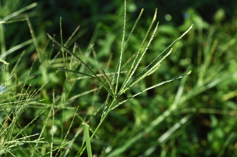 Perigo à soja: capim pé-de-galinha ameaça produtividade e exige manejo estratégico