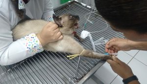 gato sofre maus tratos