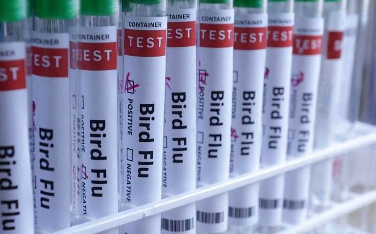 MS descarta suspeita de gripe aviária em trabalhador de granja