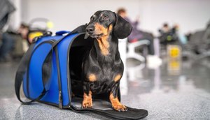 Certificação online permite viajar com pets para Europa; saiba como emitir