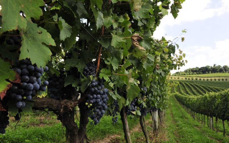 Comissão discute proposta de criação da Zona Franca da Uva e do Vinho no RS