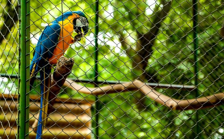 Comissão debate a elaboração do Marco Legal da Criação de Pássaros no Brasil