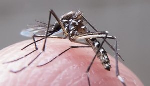 mosquito