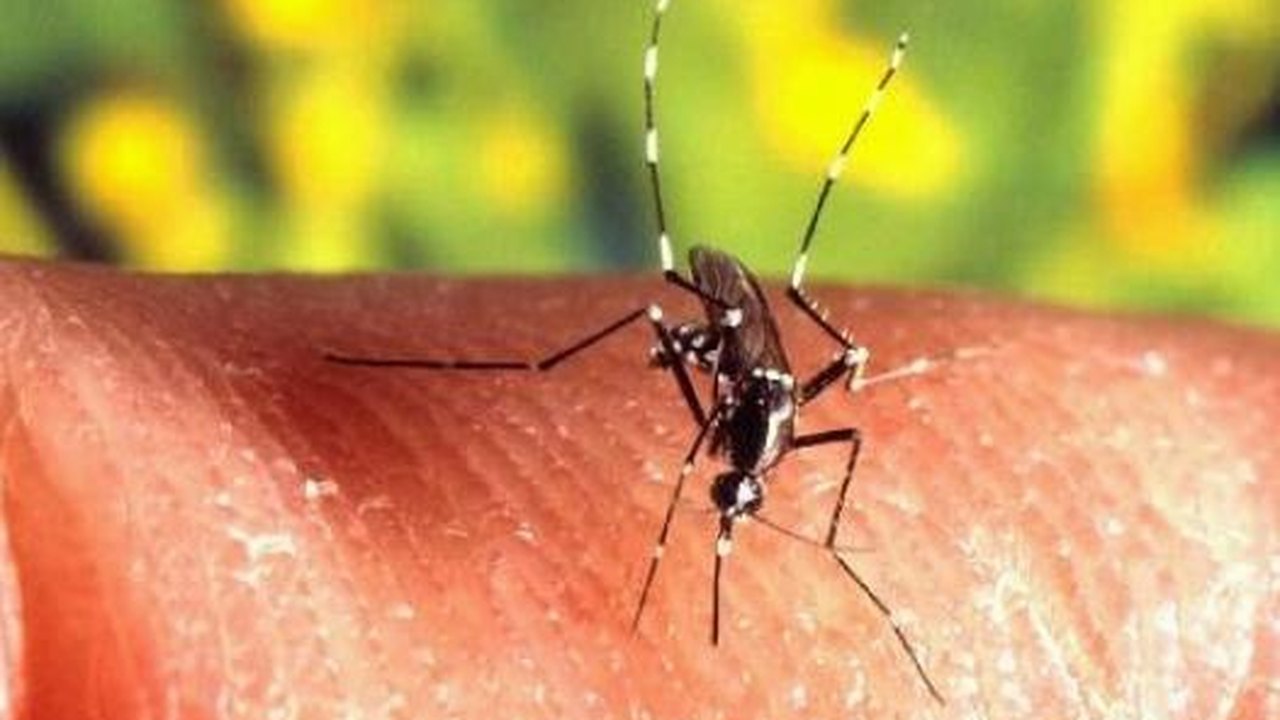 Comitê de Mobilização contra a Dengue se reúne nesta quinta