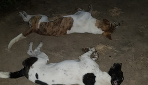 OAB investiga suposto envenenamento de cães em Moita Bonita