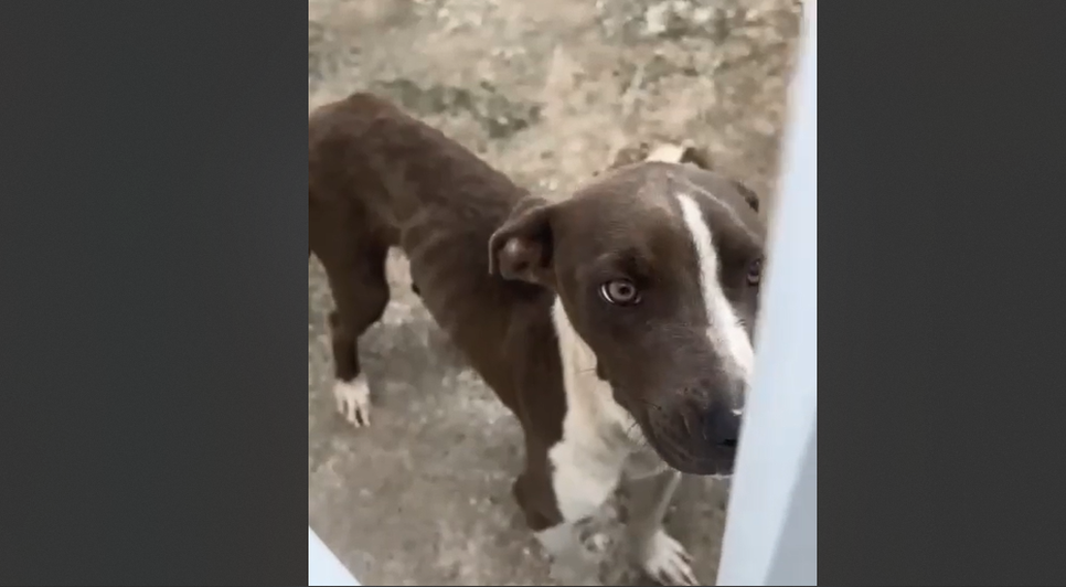 cachorro-resgatado / Foto: Foto: reprodução/divulgação ascom SSP/SE
