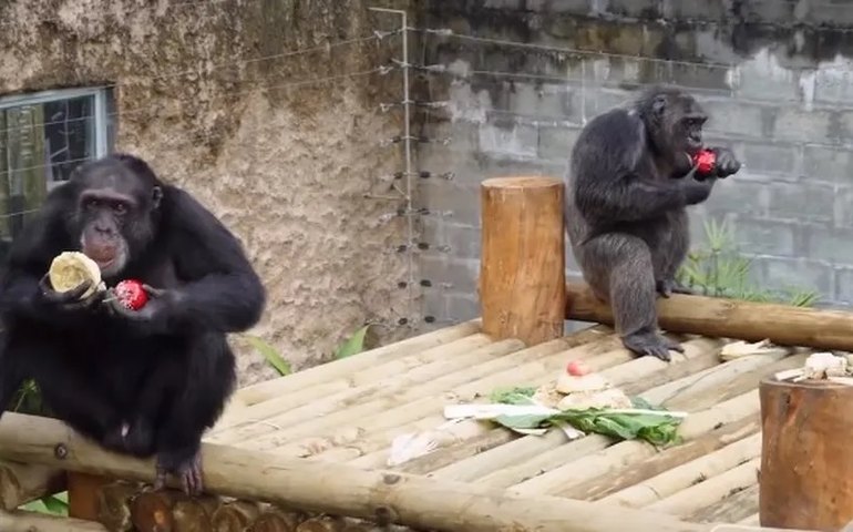 Policiais e militares matam dois chimpanzés que fugiram de zoológico na Colômbia; vídeos