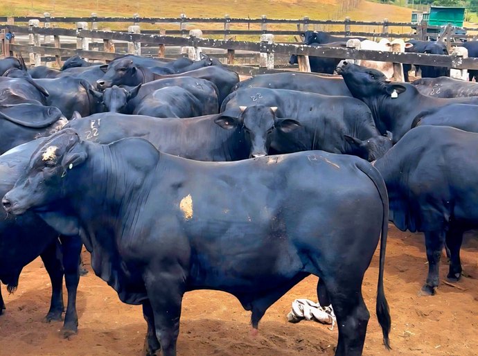 Boitel Pindorama estreia no mercado internacional com exportação para a Turquia