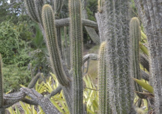Na semana da Caatinga IMA-AL promove conscientização e preservação