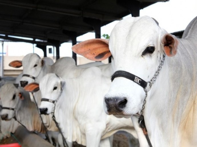 Adeal realiza desinfecção na Pecuária para a Expoalagoas Genética