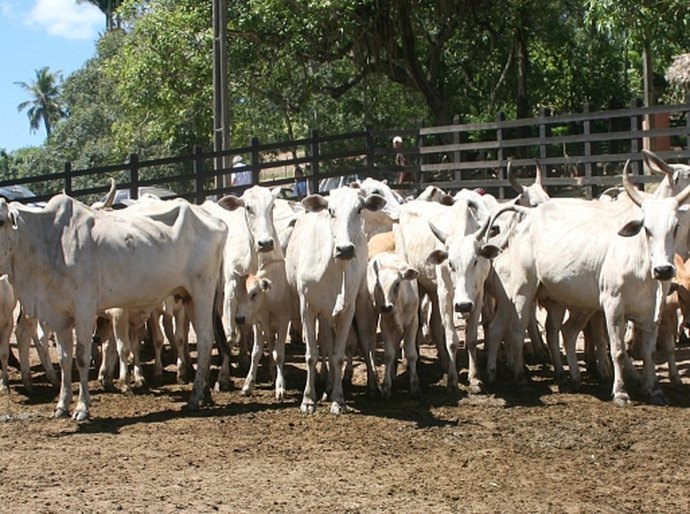 Presidente da Adeal faz palestra sobre a importância da vacinação contra aftosa