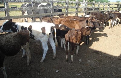 Adeal inicia a primeira etapa da campanha de vacinação contra a brucelose