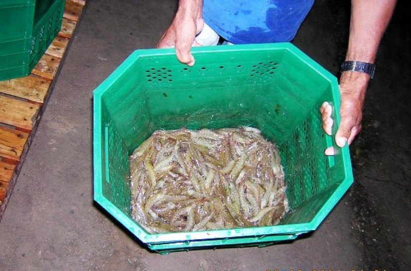 Secreagria de Agricultura promove 3º Fórum Temático de Aquicultura