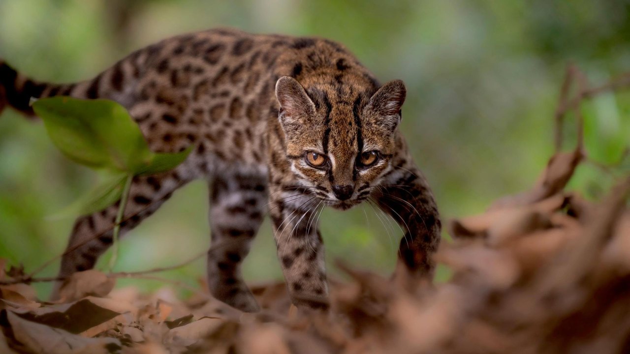 Descoberta na Bolívia: nova espécie de felino em mais de 100 anos