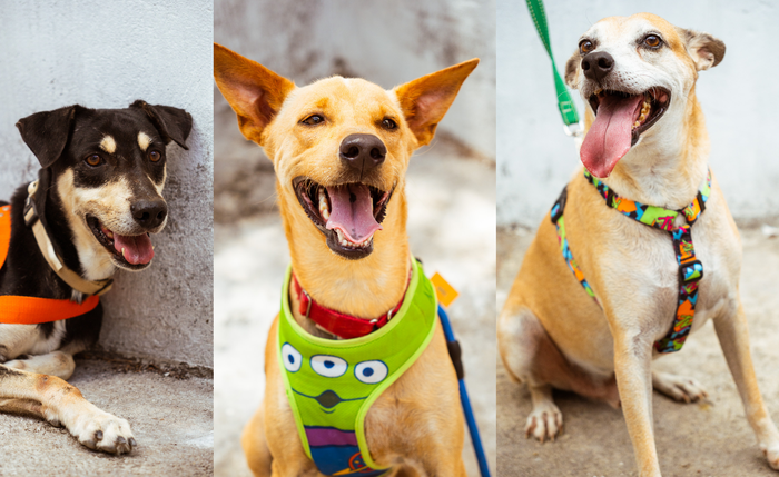 Brisanet e Netflix promovem evento de adoção de cães em parceria com o Grupo Pata Amada, em Maceió