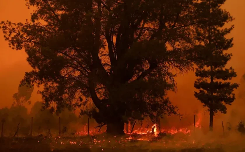 Incêndios florestais no Chile deixam pelo menos 19 mortos e destroem mais de mil casas