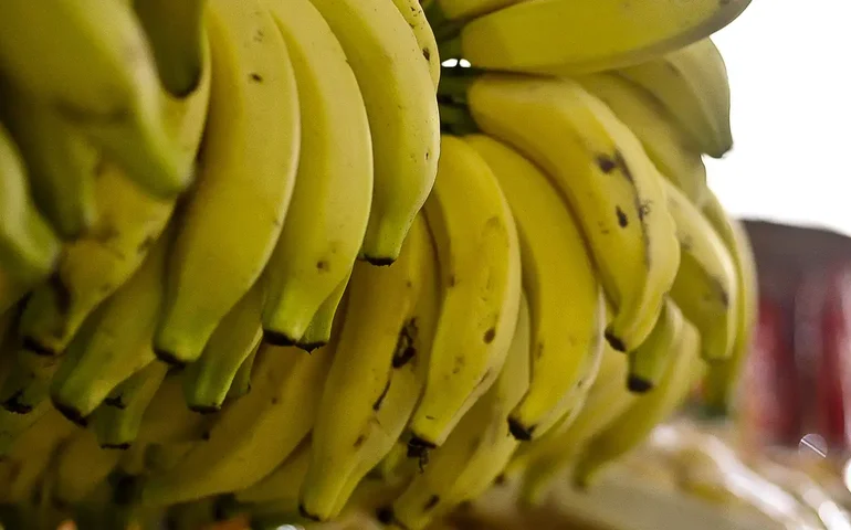 Ameaçada por fungos, banana-nanica terá que ser modificada geneticamente para evitar extinção; entenda