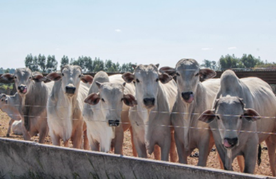 Seca pressiona a pecuária e acelera adoção de sistemas mais resilientes no campo