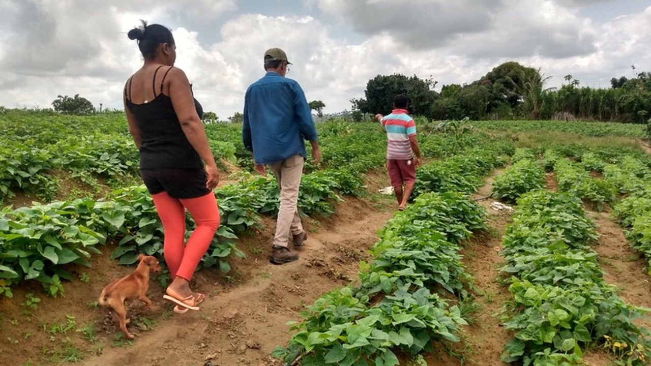 Agricultora familiar tem aumento de 375% na horta e vende produtos por delivery